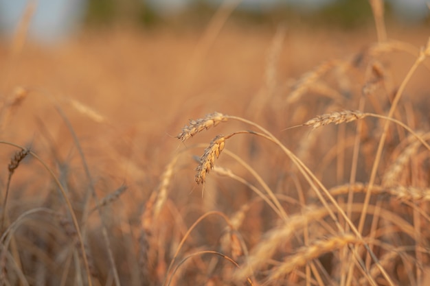 Spighe di grano o segale che crescono nel campo al tramonto. campo di segale durante il periodo di raccolta in un campo agricolo. Sfondo di spighe di maturazione del campo di grano. Concetto ricco di raccolto. Design artistico dell'etichetta