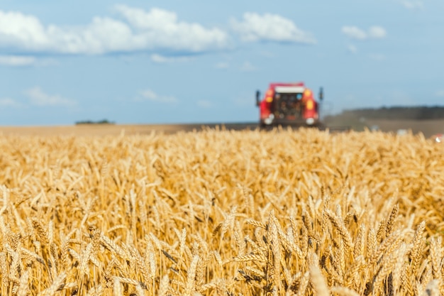 Spighe di grano ravvicinate sul campo e macchina per la raccolta sullo sfondo