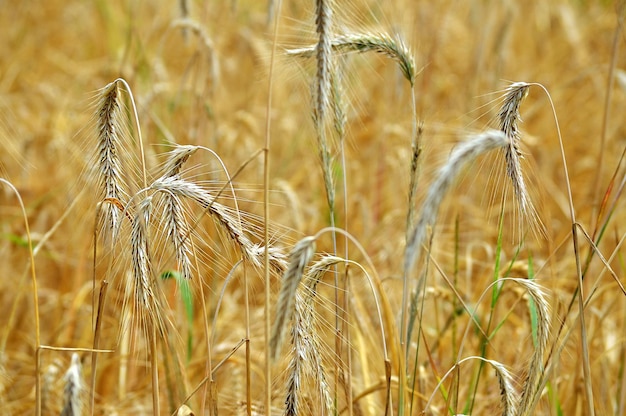 Spighe di grano secco mature sul campo