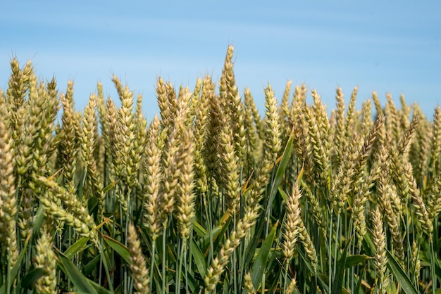 Spighe di grano si chiudono al sole Grano acerbo in un campo sotto la calda luce del sole