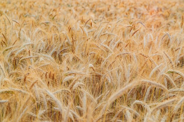 Spighe di grano su un vento al tramonto giallo caldo luce coni maturi Francia Provenza orizzonte campo di segale oro s