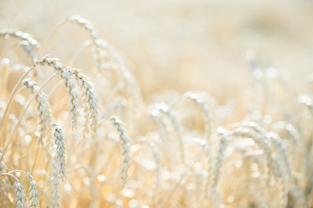 Spighe di grano sul campo