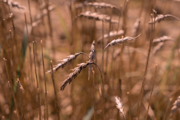 Spighe di grano sul campo