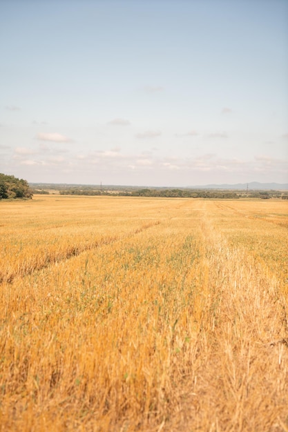 Spighe di grano sul campo