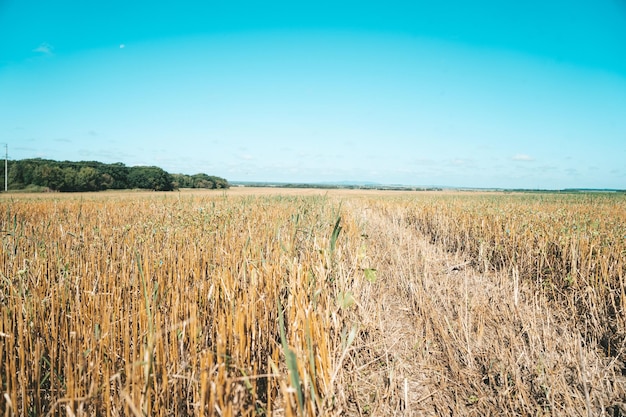 Spighe di grano sul campo