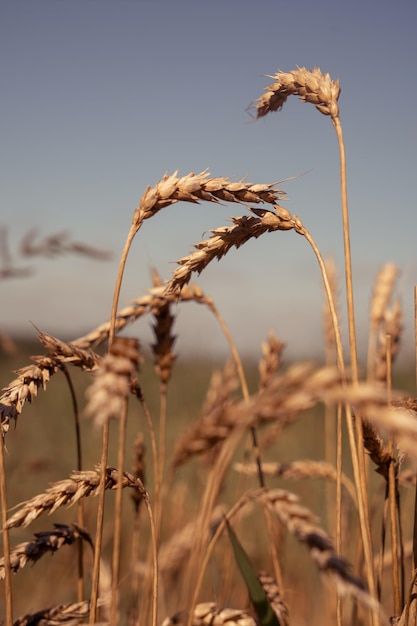 Spighe di grano sul campo