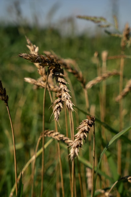 Spighe di grano sul campo