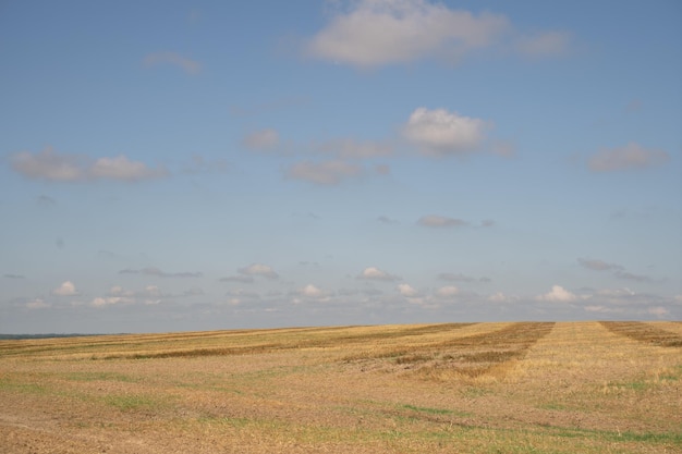 Spighe di grano sul campo