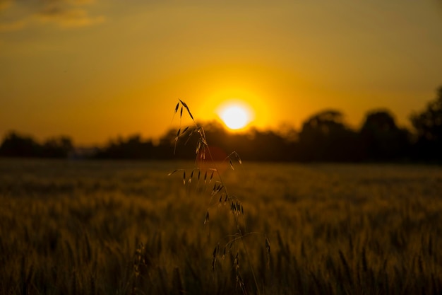 Spighe di grano sullo sfondo di un'alba arancione