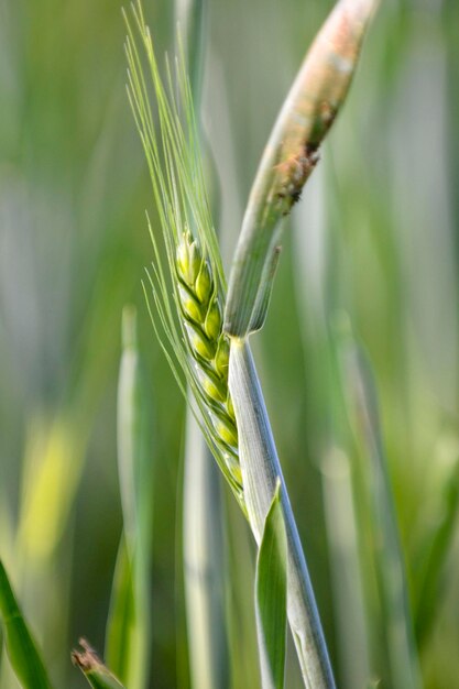 spighe di grano verdi che maturano in primavera