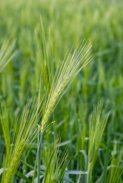 Spighe di grano verdi focalizzate selettive ravvicinate sul campo agricolo