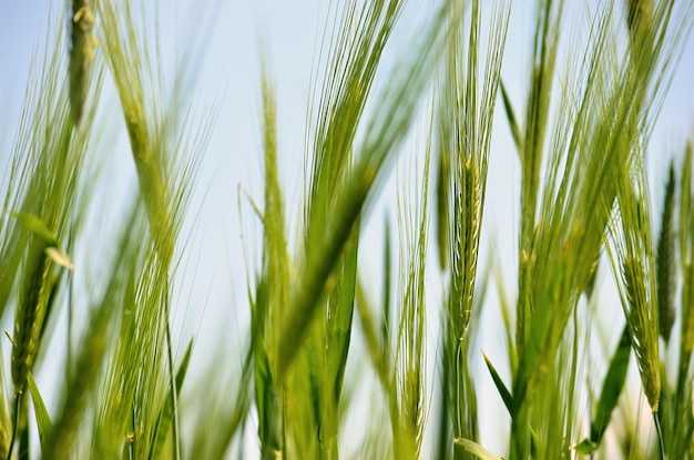 Spighe di grano verdi sul campo