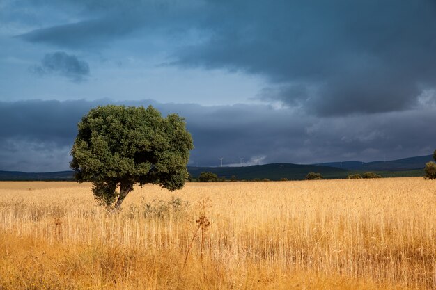 Spighe di grano