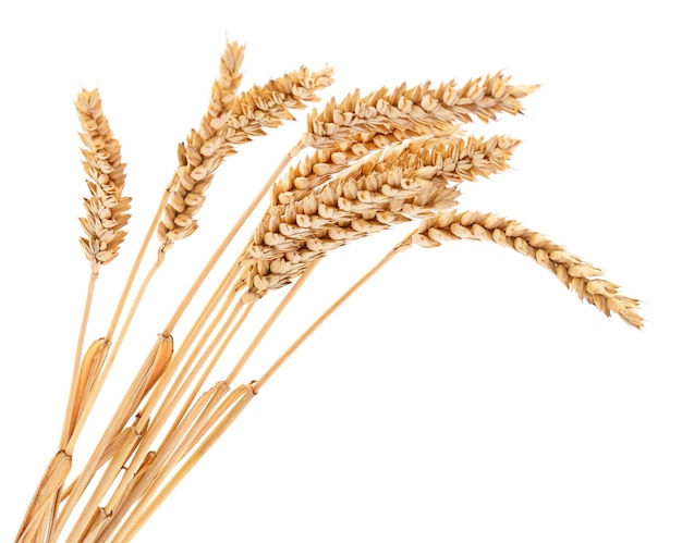 spighe di grano