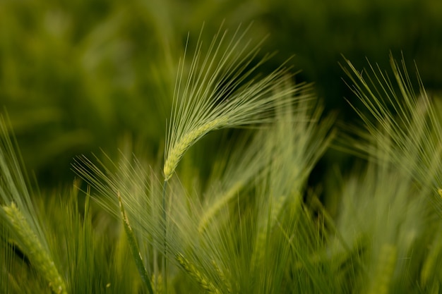 Spighe di maturazione del campo di grano del prato. Concetto ricco di raccolto. Spighe di grano verde da vicino.