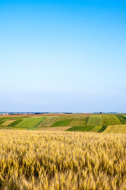 Spighe di maturazione del campo di grano.