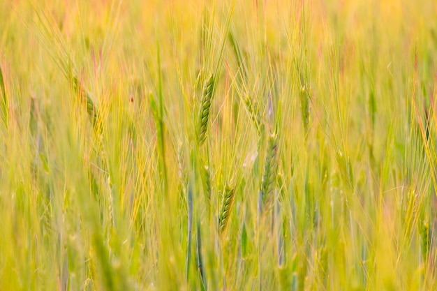 Spighe di segale a maturazione dorate sulla natura in campo estivo al tramonto raggi di sole macro closeup