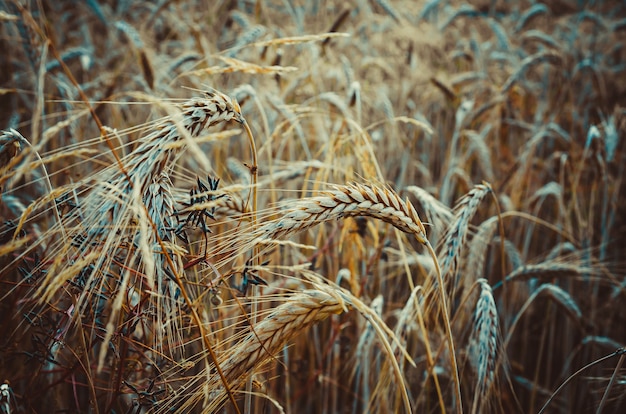 spighe di segale mature nel campo