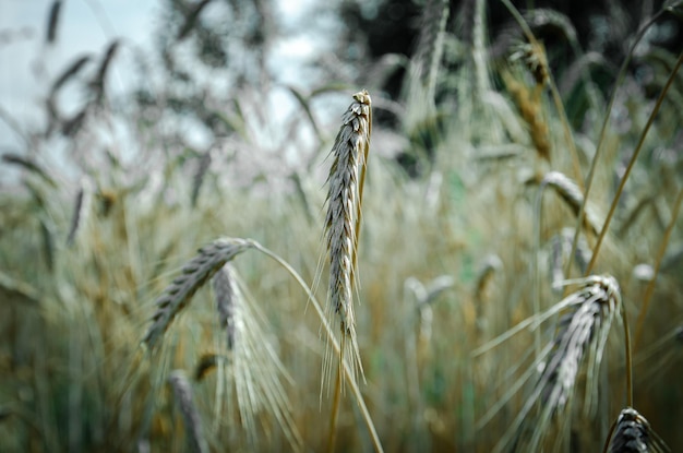 spighe di segale mature nel campo