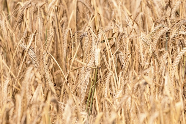 Spighe dorate di grano in estate sul campo. Sfondo Di Grano.