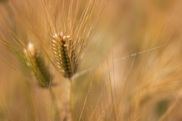 Spighe dorate di grano in estate sul campo. Sfondo di grano