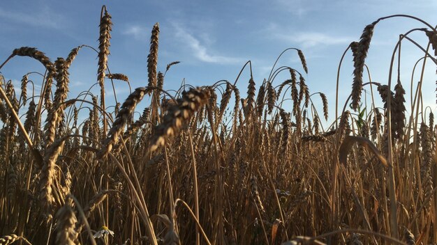 Spighe dorate di grano nel campo