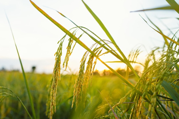 Spighe dorate di riso nel campo al tramonto