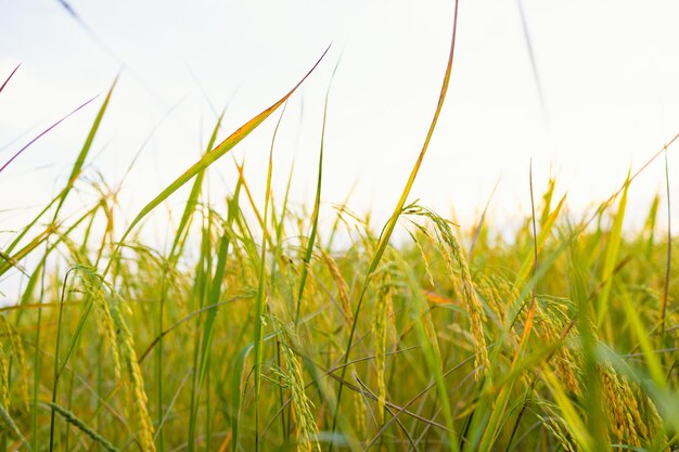 Spighe dorate di riso nel campo al tramonto