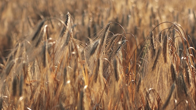 Spighe dorate mature di orzo nel campo. Orecchie d'orzo. Spighette. Coltivazione di cereali. Avvicinamento. Macro.