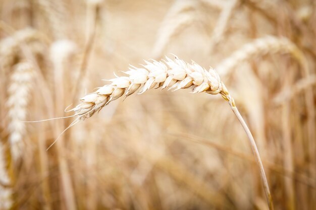 Spighe dorate sul campo