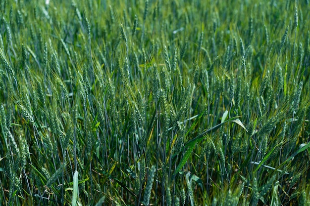 Spighe fresche di giovane grano verde nella scena dell'agricoltura del campo primaverile