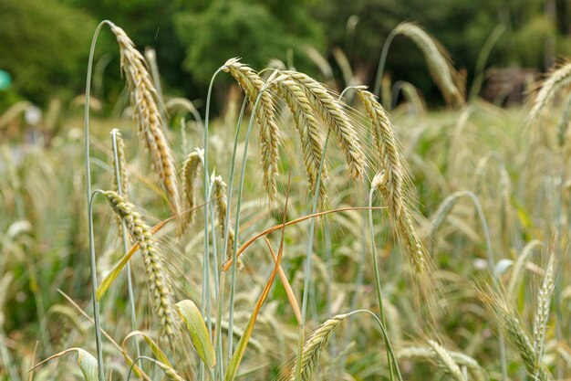 Spighe verdi del campo di grano da vicino