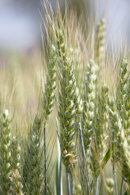 Spighe verdi di grano closeup Campo di grano e spighe di maturazione