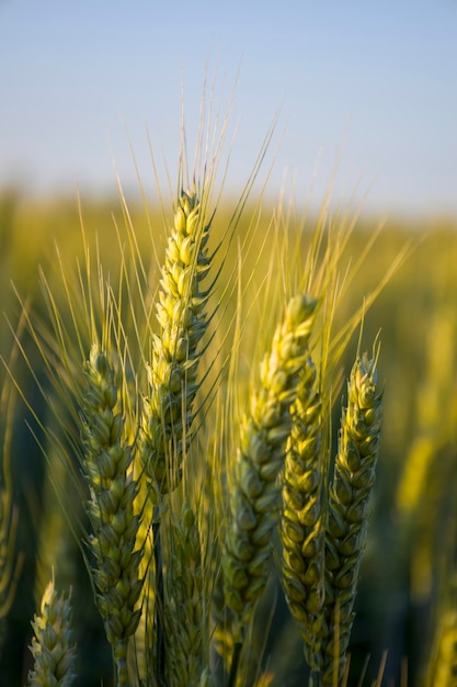 Spighe verdi di grano Sfondo sfocato