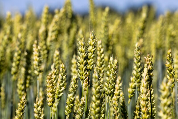 spighe verdi di grano