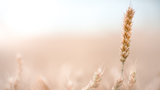 Spighetta matura di grano sul campo. Il concetto di solitudine. Il raccolto di grano è pronto per il raccolto.