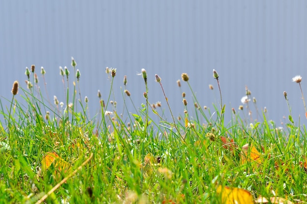 Spighette d'erba su uno sfondo di erba verde e parete blu