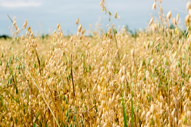 Spighette di avena in un campo da vicino