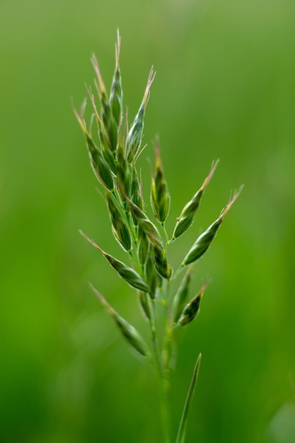 spighette di campo, campo estivo, spighette in un prato estivo