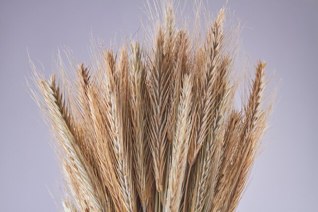 Spighette di chicco di grano del primo piano su sfondo grigio