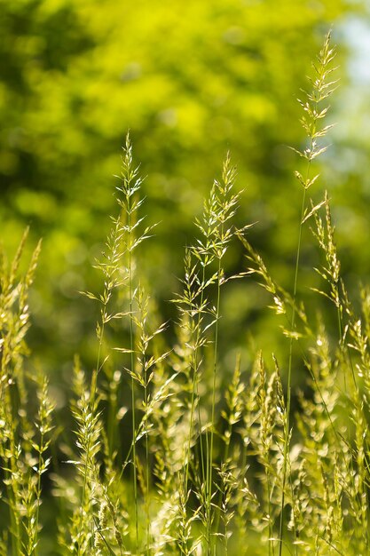 Spighette di erba di grano in controluce sfondo estivo