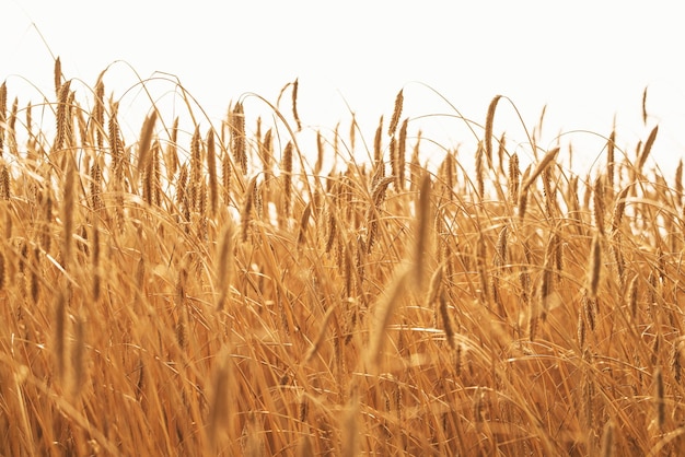 Spighette di grano alla luce del sole Campo di grano giallo Concetto di agricoltura