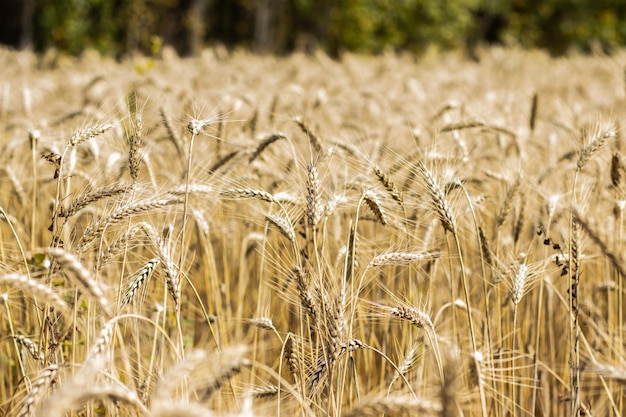 Spighette di grano, campo, raccolto autunnale