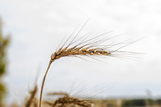 Spighette di grano, campo, raccolto autunnale