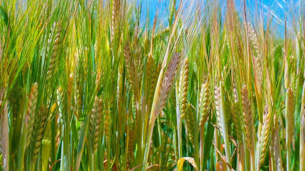 Spighette di grano contro il cielo scuro