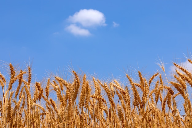 Spighette di grano dorato e cielo blu con una nuvola solitaria.