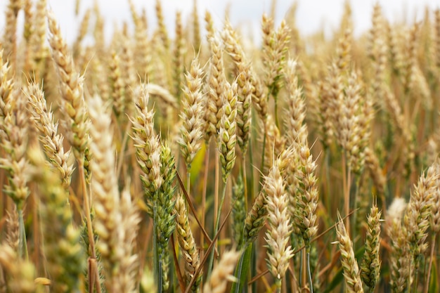 Spighette di grano maturo su un campo dell'azienda agricola. Preparazione per la raccolta dei cereali