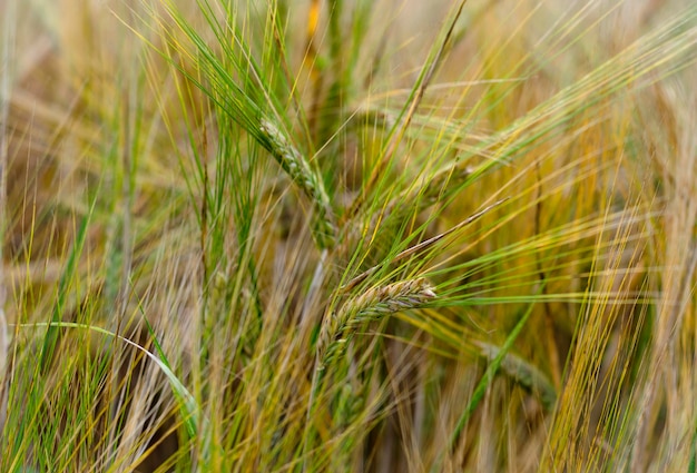 Spighette di grano nel campo