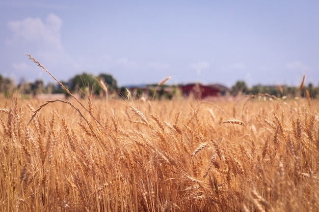 Spighette di grano su campo rustico