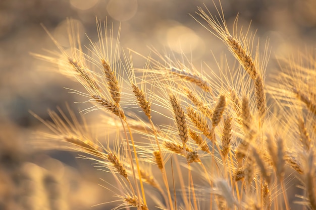 Spighette di grano sul primo piano del campo in raggi di sole. agricoltura e agroindustria